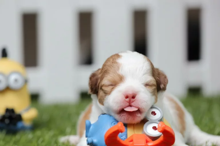 A puppy play with a toy