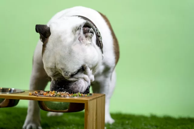 A white and brown English Bulldog sitting next to a food bowl on a wooden table.