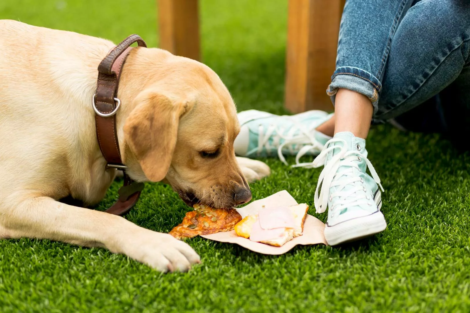 A dog eating a sandwich in the park