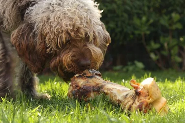 Dog eats a bone in the park