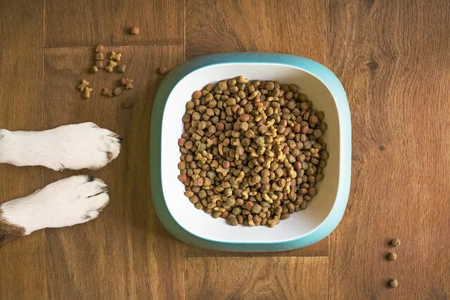 Dog sitting near a food bowl