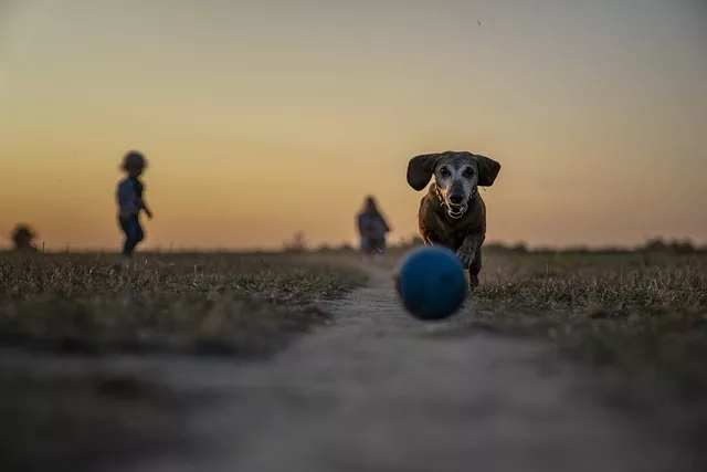 An old dog playing with a ball