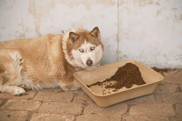 Husky lying next to food tray